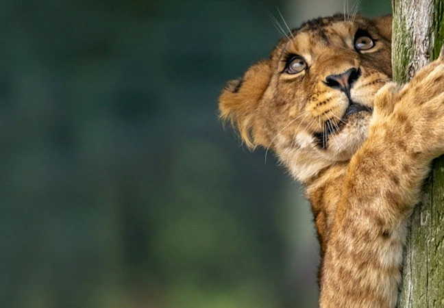 Blair Drummond Safari & Adventure Park | Top family attraction Blair Drummond Safari & Adventure Park | Top family attraction