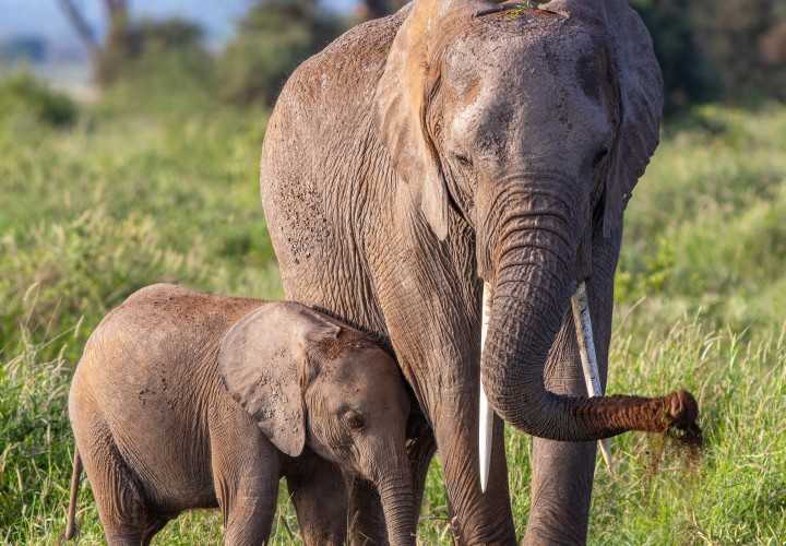 Celebrating World Animal Day: A Global Effort to Protect Our Precious Wildlife