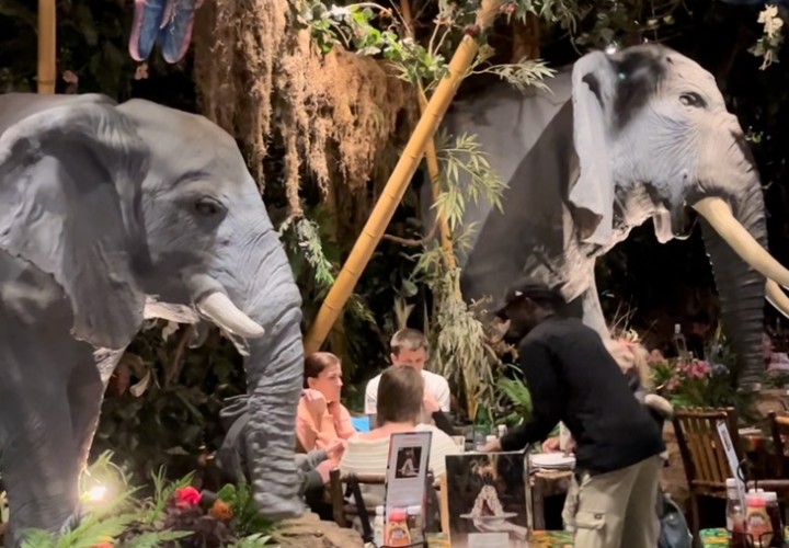 Rainforest Cafe Review, Disney Village Paris Rainforest Cafe Review, Disney Village Paris