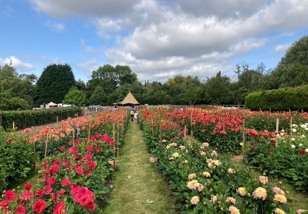 Flora Fields at Webbs - pick your own dahlias this month