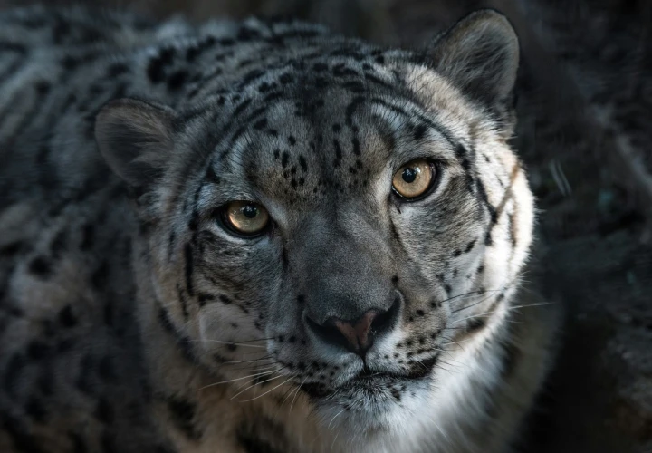 Poo at the zoo - and snow leopards - at Chester Zoo this February and March