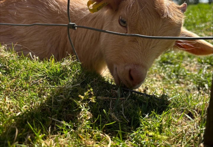 Spring at Cotswold Farm Park, with baby animals aplenty! Spring at Cotswold Farm Park, with baby animals aplenty!