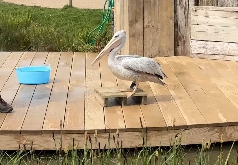 A day out at WWT Slimbridge A day out at WWT Slimbridge