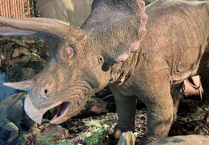 Jurassic Discovery - Soft Play and Dinosaurs! Jurassic Discovery - Soft Play and Dinosaurs!