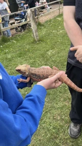 Bearded dragon at North Somerset Bird of Prey Centre