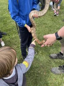 A snake in North Somerset