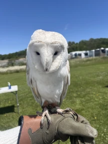 Barn owl