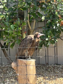Vulture bird of prey