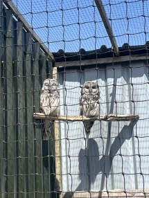 Owls in North Somerset