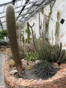 Cacti in Torquay at Torre Abbey