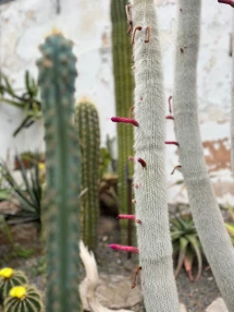 Cacti in Torquay at Torre Abbey