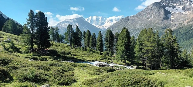 Swiss Alp Languard