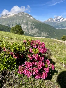 Swiss alps