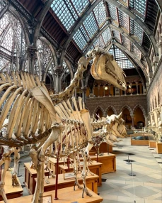 Oxford Natural History Museum