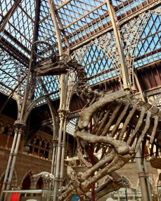 Dinosaur skeleton at Oxford Natural History Museum